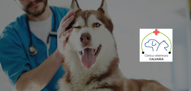 Calvaria Vet — Clinică Veterinară
